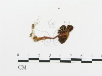 傘菌屬藏品圖，第3張