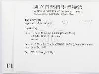 傘菌屬藏品圖，第2張