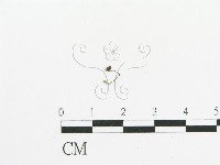 傘菌屬藏品圖，第1張