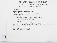 雞油菌屬藏品圖，第2張