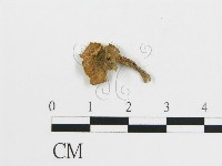 雞油菌屬藏品圖，第1張