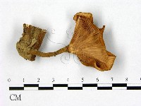 登錄號:F0011149藏品圖，第3張