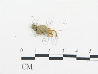 登錄號:F0011150藏品圖，第1張