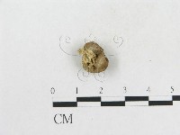 登錄號:F0011152藏品圖，第1張