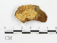 木層孔菌屬藏品圖，第4張