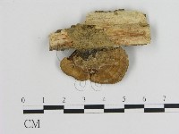 登錄號:F0011160藏品圖，第3張