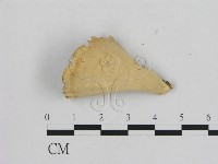 相鄰小孔菌藏品圖，第3張