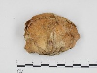 登錄號:F0011162藏品圖，第1張