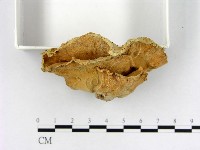 登錄號:F0011162藏品圖，第4張