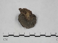 登錄號:F0011163藏品圖，第3張