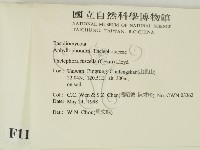 棕色革菌藏品圖，第2張