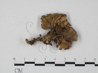 棕色革菌藏品圖，第3張