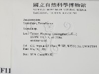 銀耳屬藏品圖，第2張