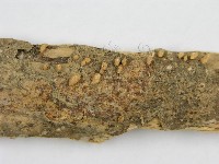 登錄號:F0011167藏品圖，第3張