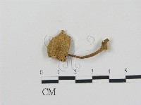登錄號:F0011169藏品圖，第1張