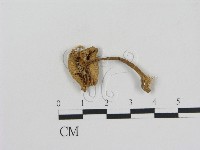 登錄號:F0011169藏品圖，第3張