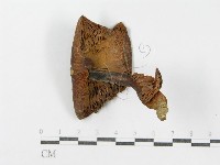 登錄號:F0011171藏品圖，第3張