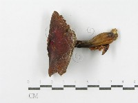登錄號:F0011171藏品圖，第1張