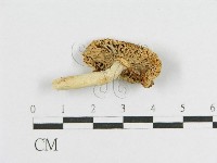 登錄號:F0011172藏品圖，第1張