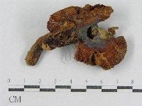 登錄號:F0011173藏品圖，第1張