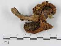登錄號:F0011173藏品圖，第3張
