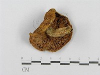 登錄號:F0011174藏品圖，第3張