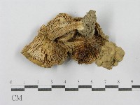 登錄號:F0011175藏品圖，第1張