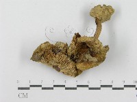 登錄號:F0011175藏品圖，第3張