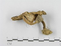 登錄號:F0011175藏品圖，第4張