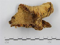紅菇屬藏品圖，第4張