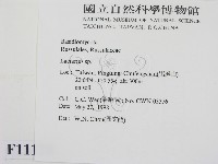 乳菇屬藏品圖，第2張
