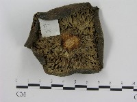 登錄號:F0011179藏品圖，第3張