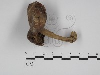 登錄號:F0011181藏品圖，第1張