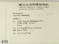 鵝膏屬藏品圖，第2張