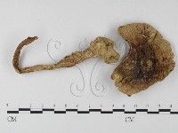 鵝膏屬藏品圖，第1張