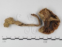 鵝膏屬藏品圖，第3張