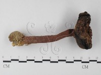 登錄號:F0011183藏品圖，第1張
