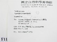 鬼傘屬藏品圖，第2張