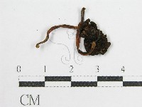 鬼傘屬藏品圖，第4張