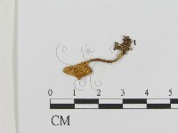 登錄號:F0011187藏品圖，第1張