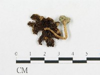 登錄號:F0011188藏品圖，第1張