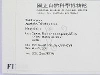 小皮傘屬藏品圖，第2張