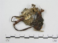 粉褶菌屬藏品圖，第3張
