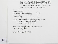 粉褶菌屬藏品圖，第2張
