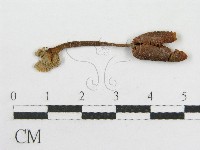 粉褶菌屬藏品圖，第3張
