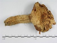 登錄號:F0011194藏品圖，第1張