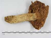 登錄號:F0011194藏品圖，第3張