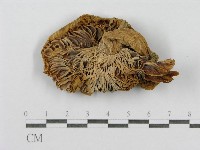 登錄號:F0011195藏品圖，第1張