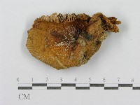 登錄號:F0011195藏品圖，第3張