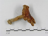 登錄號:F0011196藏品圖，第3張